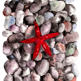 морская звезда