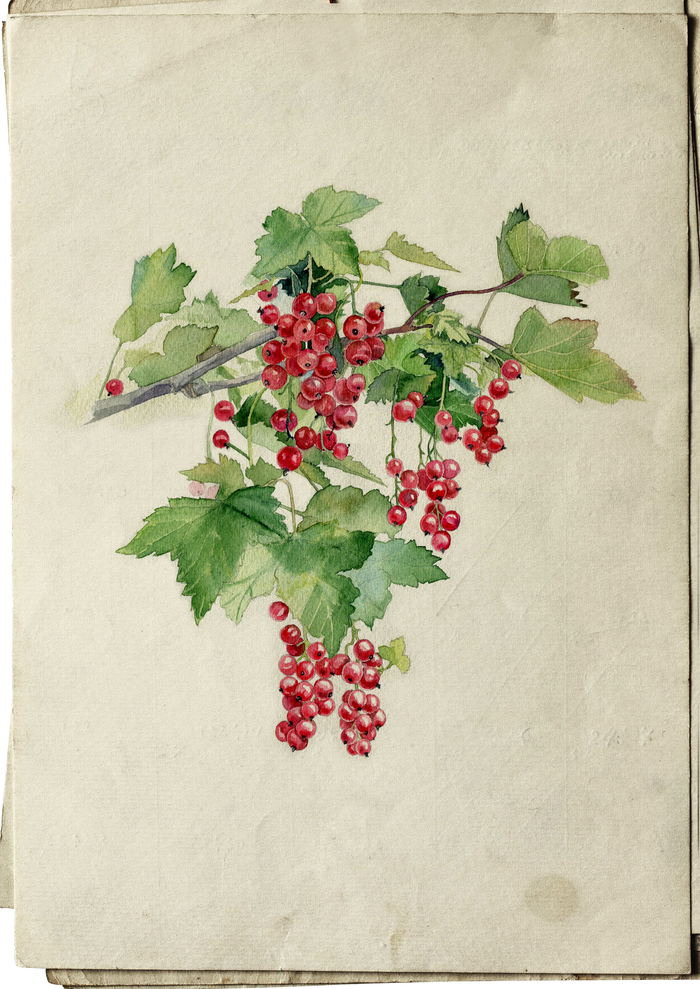 Красная смородина