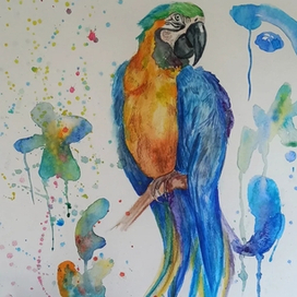 Попугай Ара