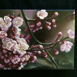 Цветущая сакура