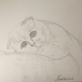 "Грустный котик"