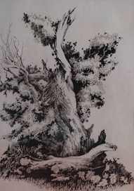 из серии"деревья"