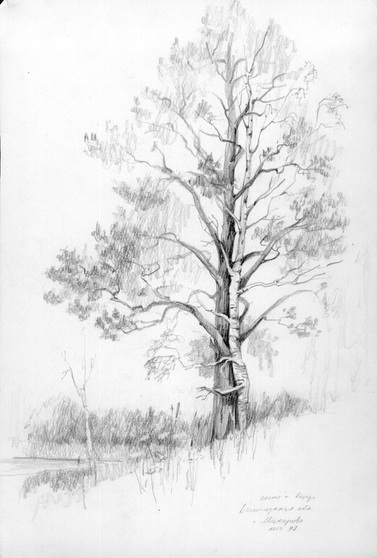 Сосна и береза