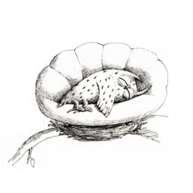 Сова и софа