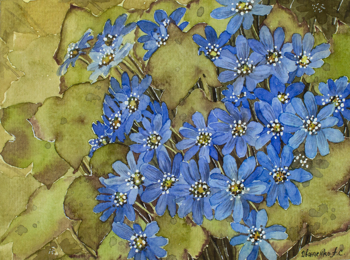 Весенние первоцветы. Печеночница благородная