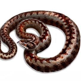 Гадюка обыкновенная (Vipera berus)