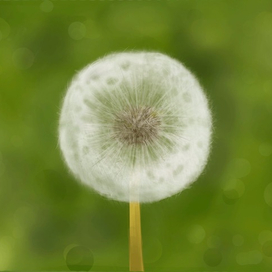 Одуванчик