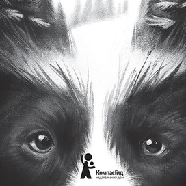 Зорро в снегу