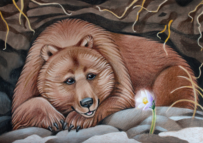 Медведь и подснежник