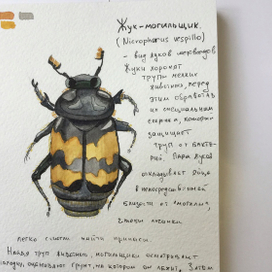 Жук-моглильщик