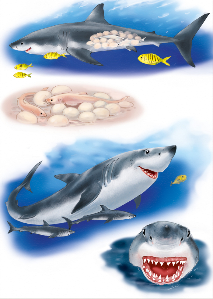 Жизненый цикл