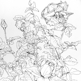 Розы - линейный рисунок 