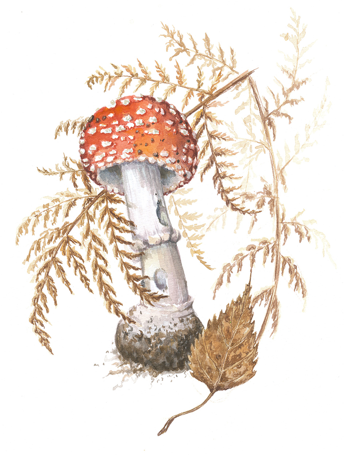 Ботаническая иллюстрация