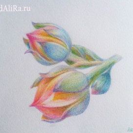 цветущая камнеломка