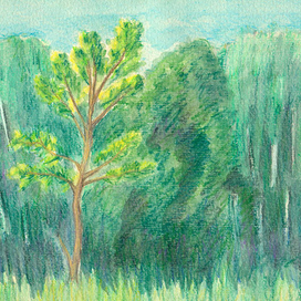 Березовая роща