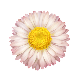 Маргаритка