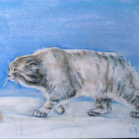 Манул на снегу.