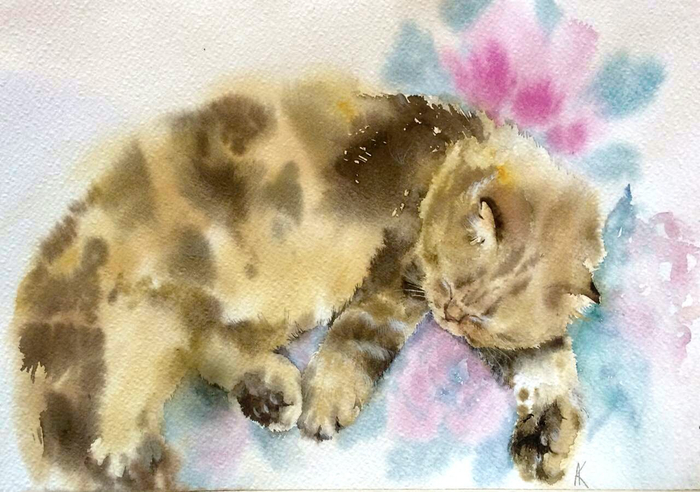 Пионовые сны мистера Дарси 