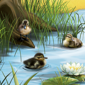 Утята на пруду