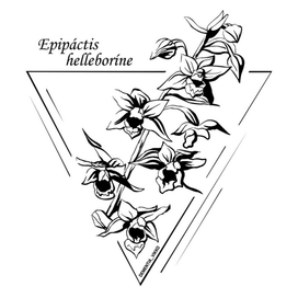 Краснокнижная орхидея