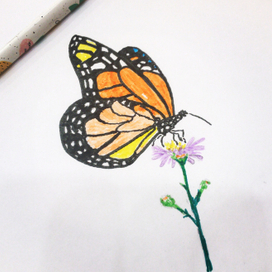 butterfly