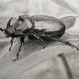 Жук-носорог