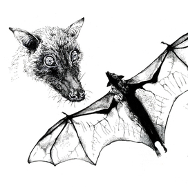 Фруктовая летучая мышь