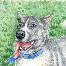 Dog on the Meadow