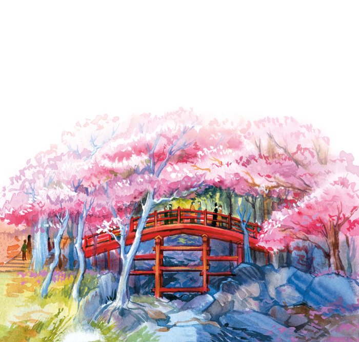 Сакура цветет