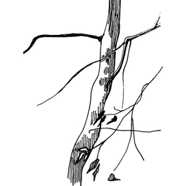 Последний лист