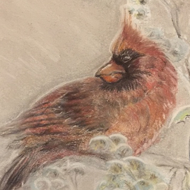 Кардинал и первый снег.