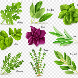 Spices herbs transparent background