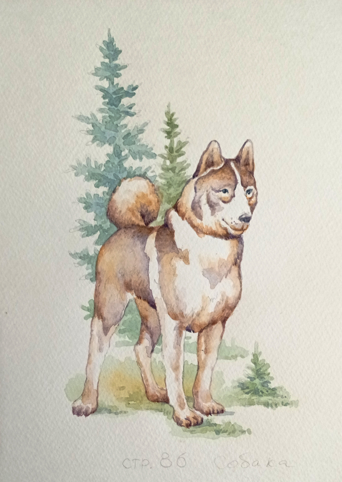 Собака. К рассказам Сергеева