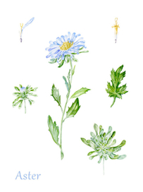 Ботаническая иллюстрация: астра.