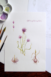 Allium sphaerocephalon