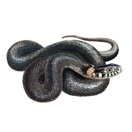 Уж (Natrix natrix)