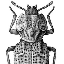 Жук Phellopsis amurensis