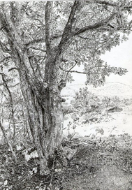 Кизиловое дерево с натуры