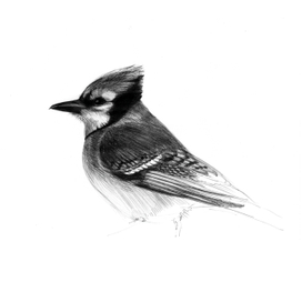 Голубая Сойка