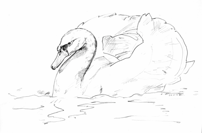 Лебедь-шипун