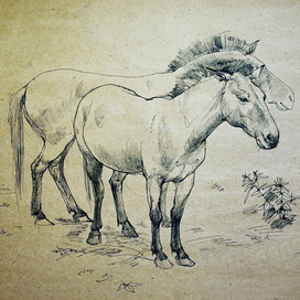 Пржевальские