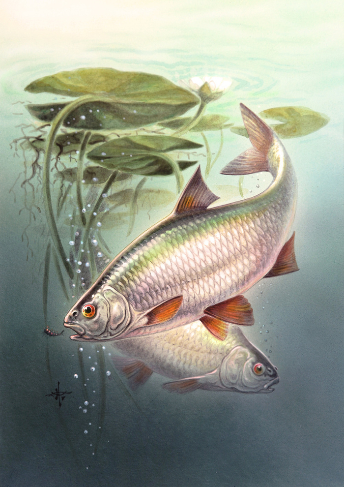 ( Leuciscus rutilis L ) - Просто плотва...