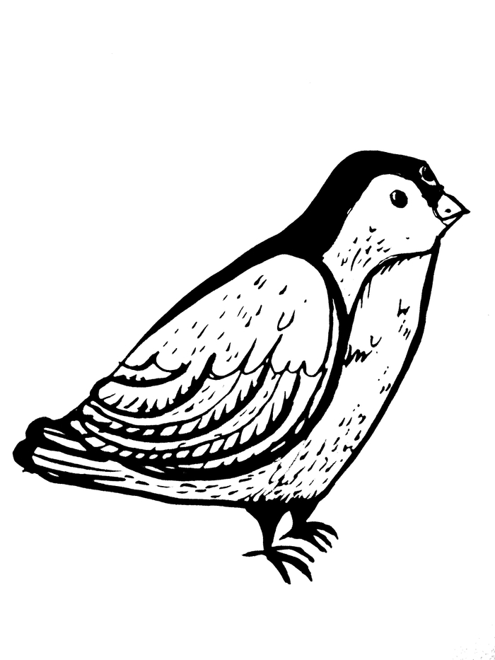 птицасиница