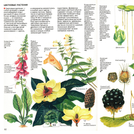 Ботанический Атлас. Научные иллюстрации