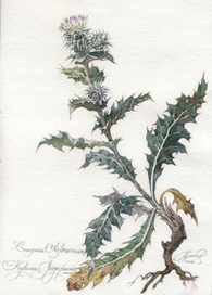 Cousinia Astracania Кузиния астраханская