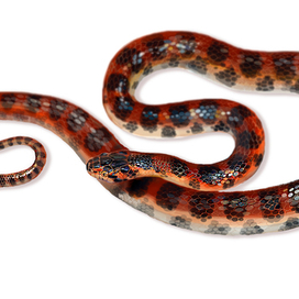 Динодон (Dinodon rufozonatum)