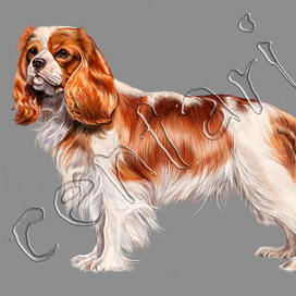 King Charles Spaniel