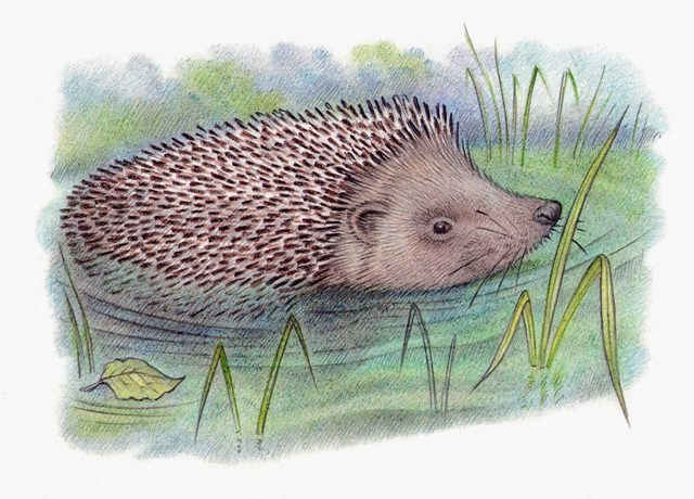 Колючий пловец