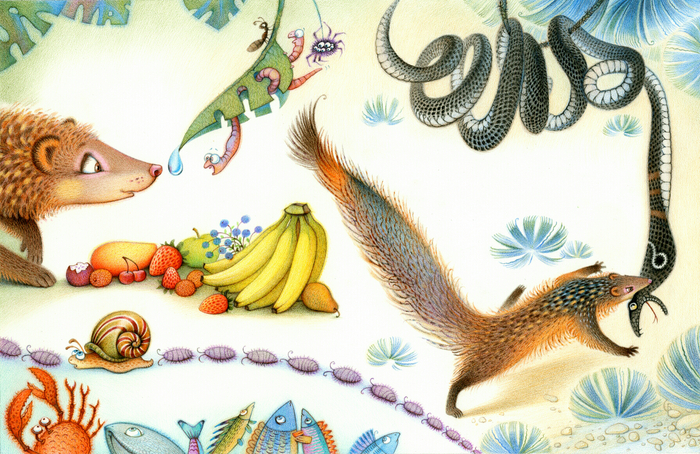 Чем питается мангуст