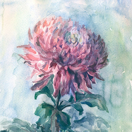 Хризантема